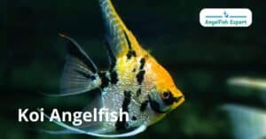 Koi Angelfish care guide