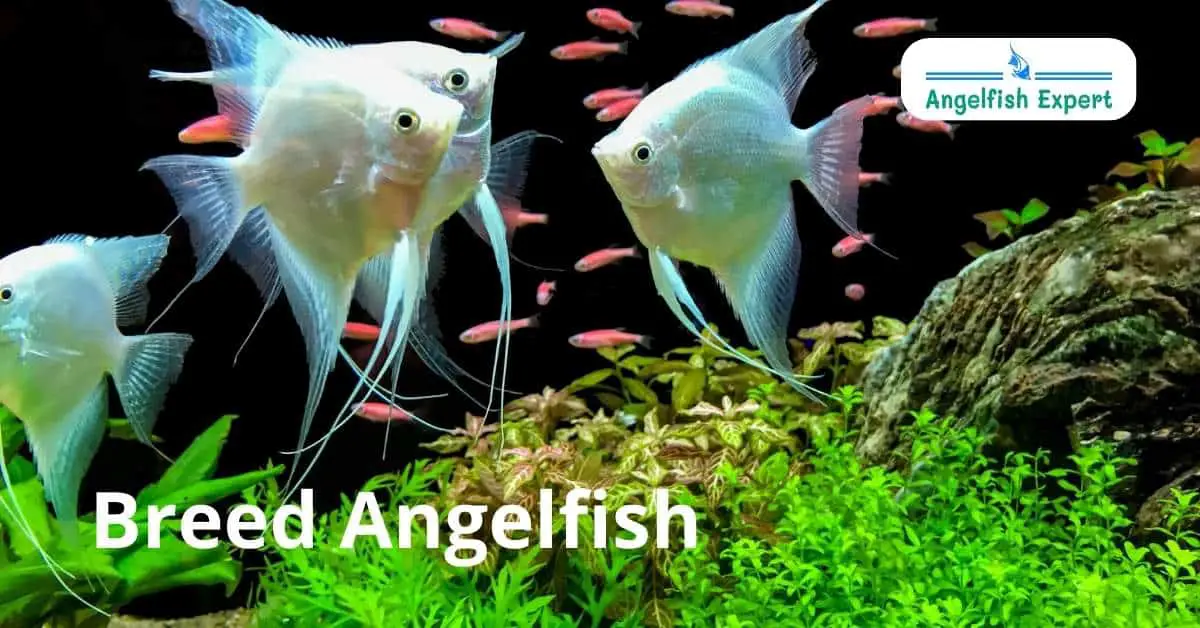 How to breed angelfish