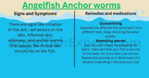 Angelfish Anchor worms Signs, Symptoms and Remedies