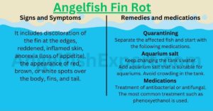 Angelfish Fin Rot Signs, Symptoms and Remedies