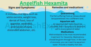 Angelfish Hexamita Signs, Symptoms and Remedies
