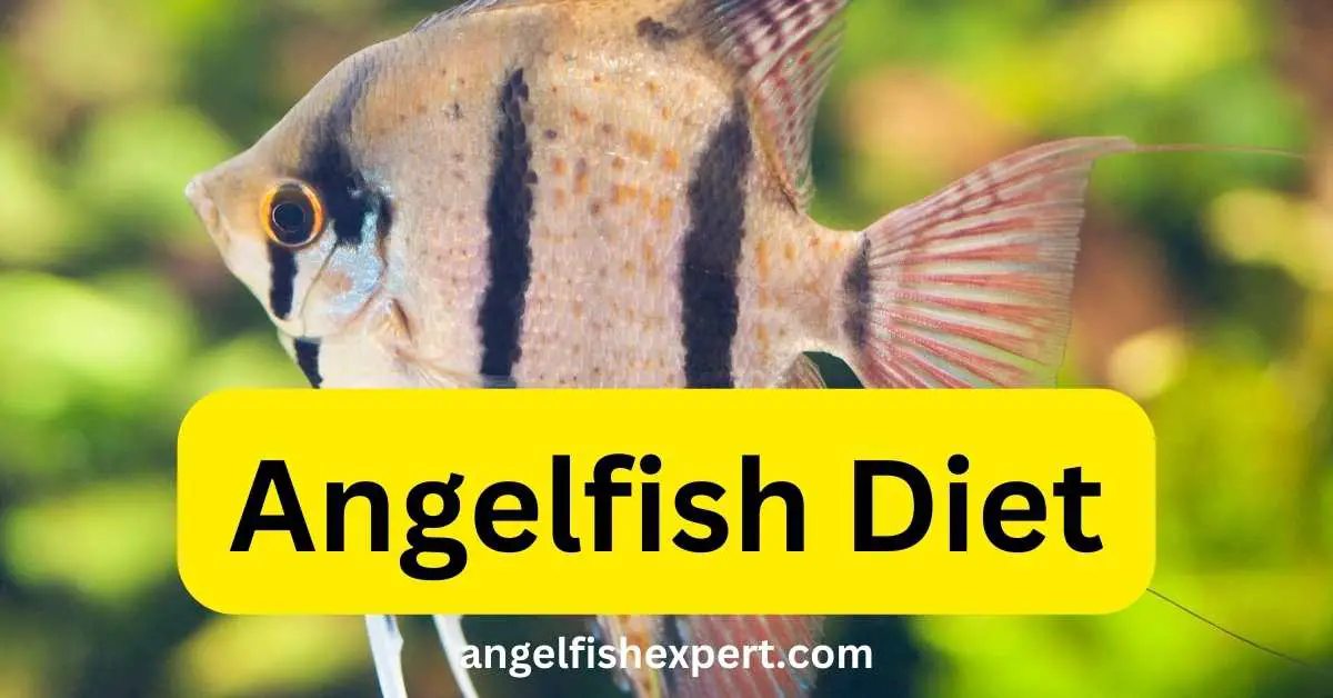 Angelfish diet complete guide