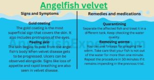 Angelfish velvet disease Signs, Symptoms and Remedies
