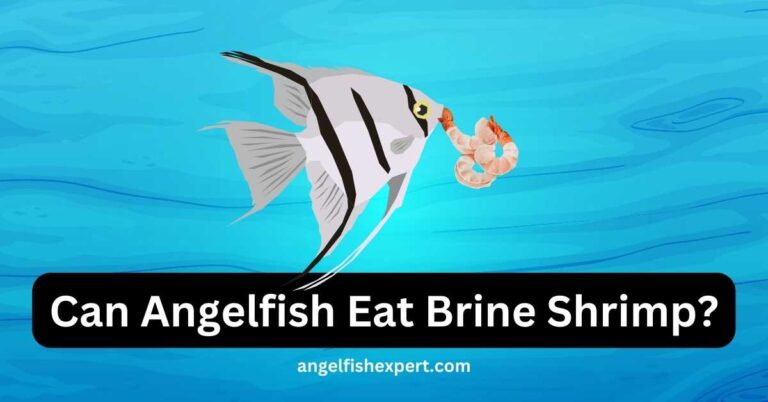 Can Angelfish Eat Brine Shrimp?