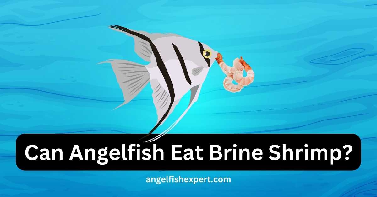 Angelfish Eating Brine Shrimp