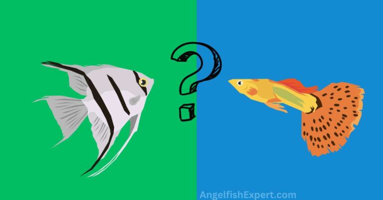 Can Angelfish Live with Guppies?