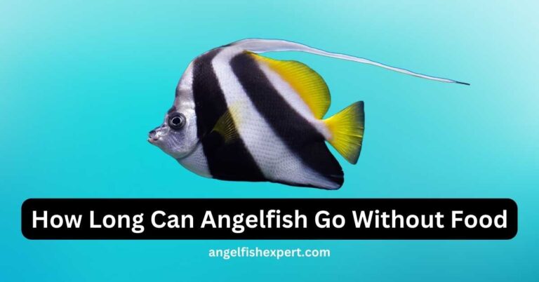 How Long Can Angelfish Go Without Food