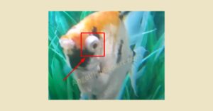 How do you identify Angelfish Popeye disease