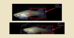 How do you identify Angelfish velvet disease