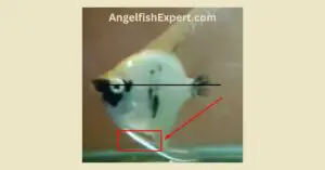 How do you identify angelfish fin rot