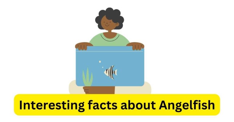 10+ Interesting Facts about Angelfish