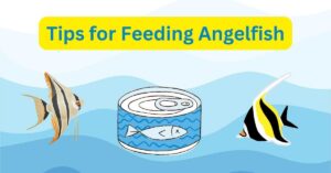 Tips for Feeding Angelfish