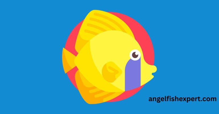 What Do Angelfish Eat in the Wild and Ocean