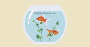 angelfish and guppy in tank