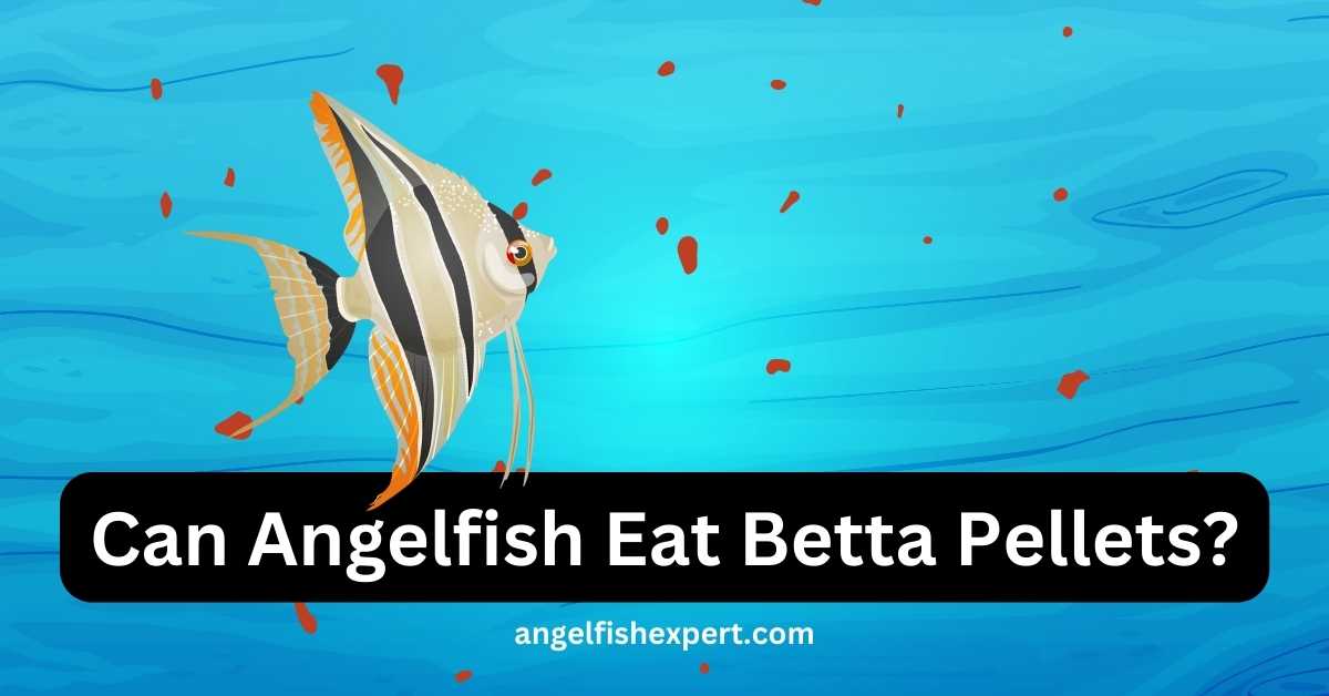 can angelfish eat betta Pellets