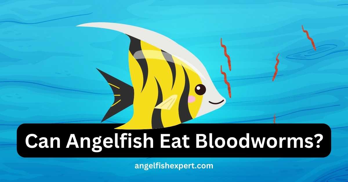 can angelfish eat bloodworms