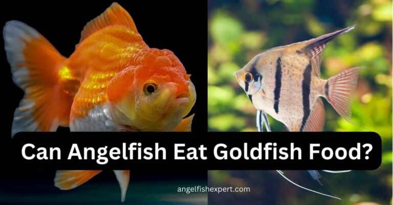 Can Angelfish Eat Goldfish Food?
