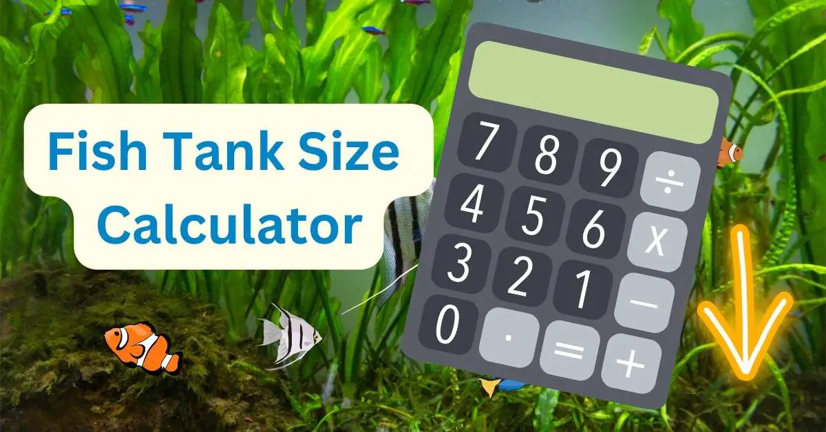 fish tank size calculator