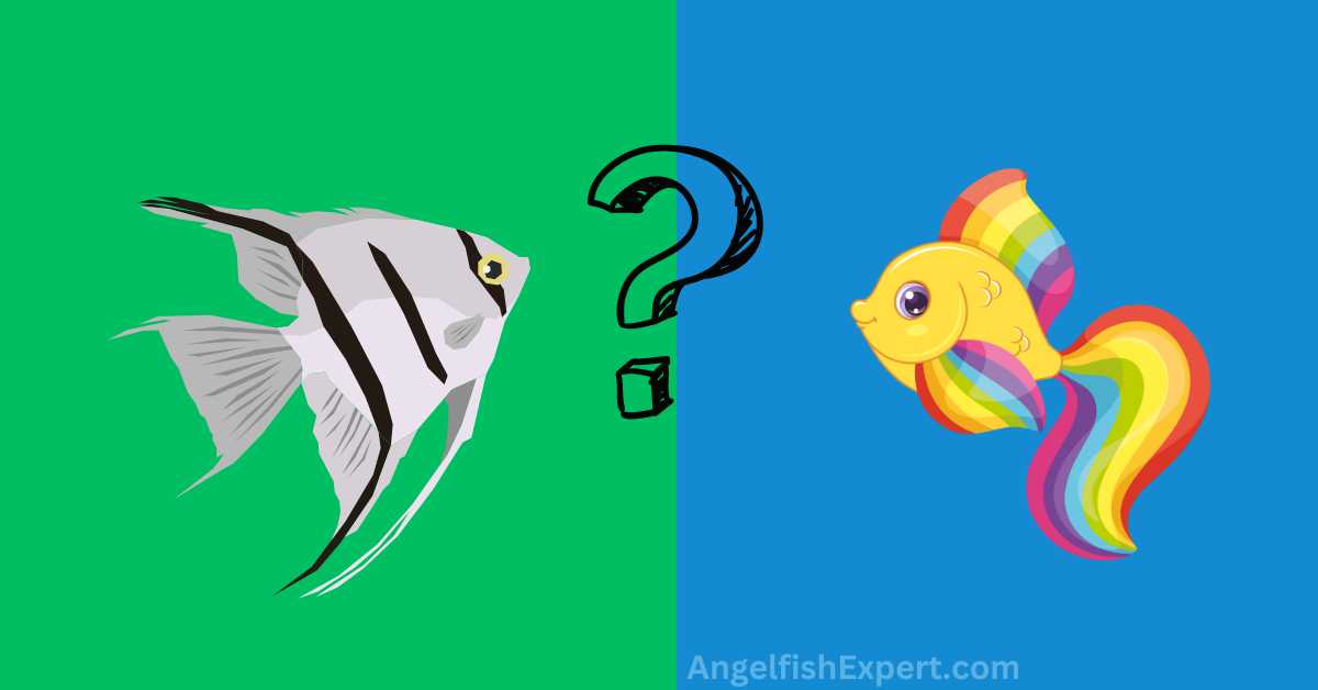 Angelfish And Rainbow Fish