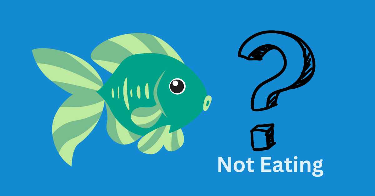 Angelfish Not Eating