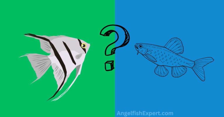 Angelfish and Cherry Barbs: Can They be Kept Together?