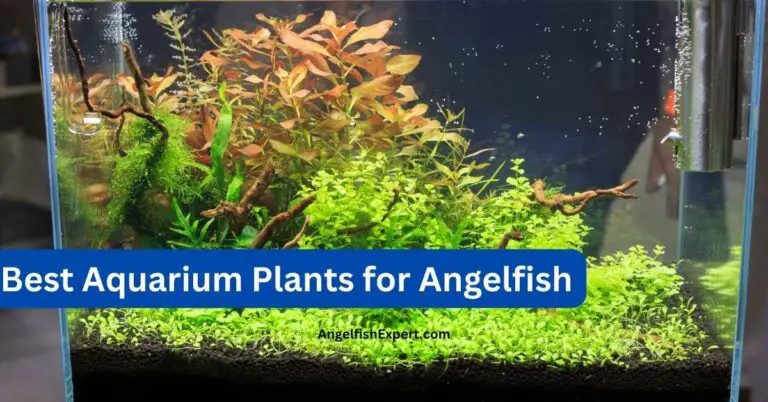 Best Aquarium Plants for Angelfish