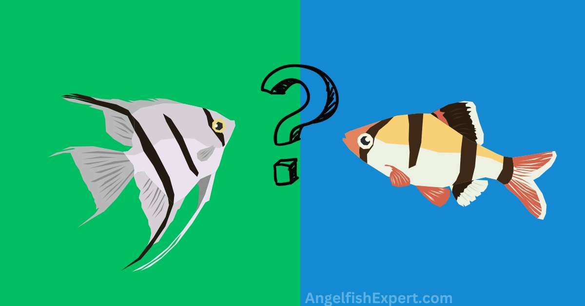 Can Angelfish Live with Tiger Barbs