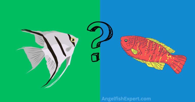 Can Angelfish and Gourami Live Together?