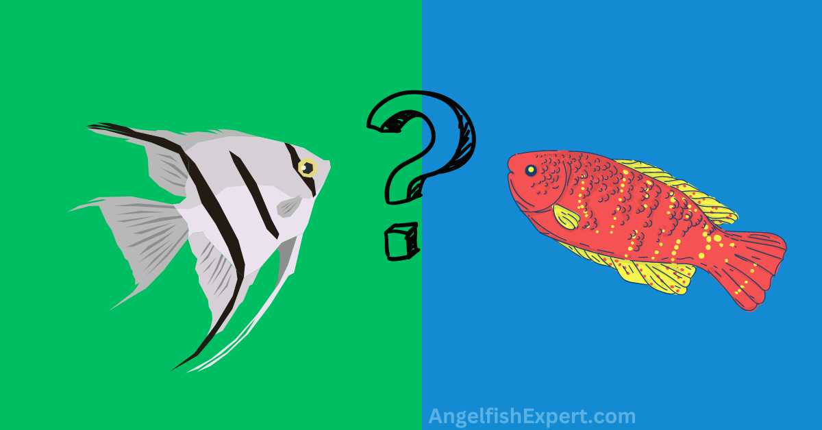 Can Angelfish and Gourami Live Together