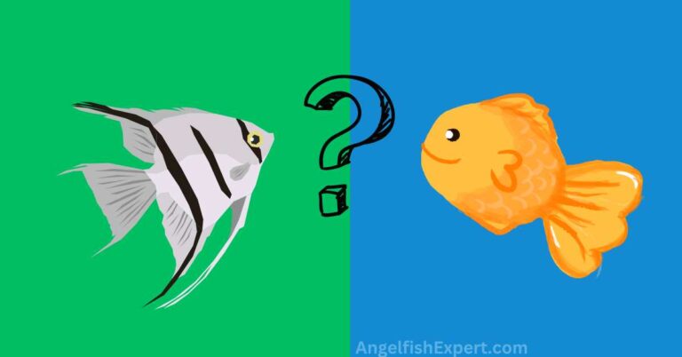 Can Angelfish live with Goldfish