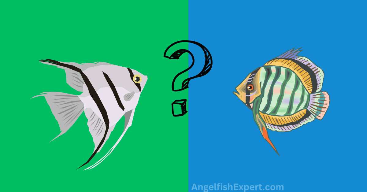 Can Discus live with Angelfish