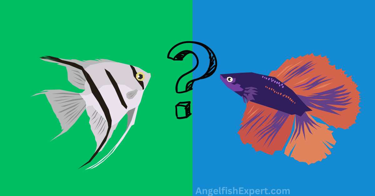 Can angelfish live with bettas