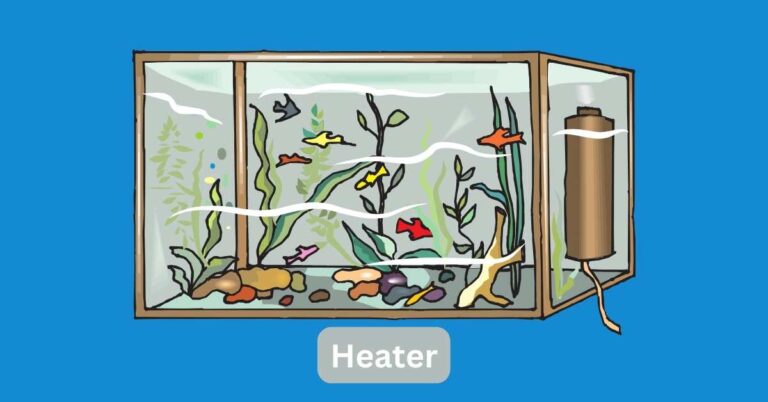 Do Angelfish Need a Heater?