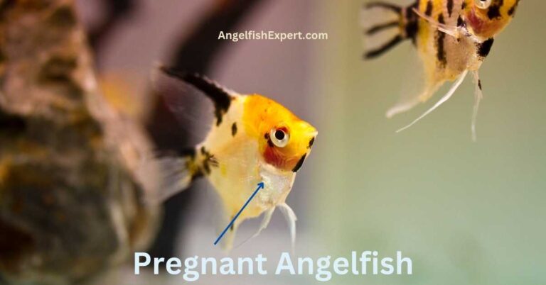 How to Tell If an Angelfish Is Pregnant
