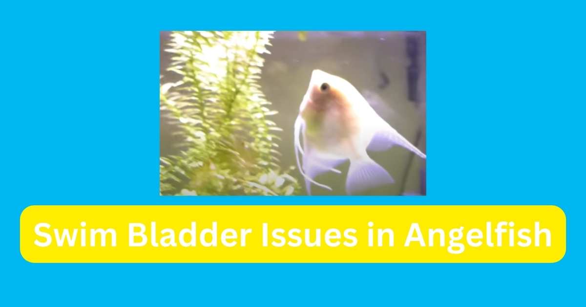 Swim Bladder Issues in Angelfish