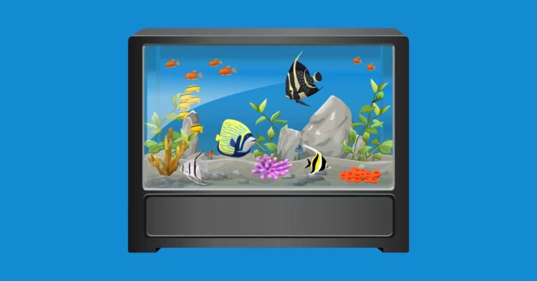 Why Angelfish Stay at the Bottom of the Tank