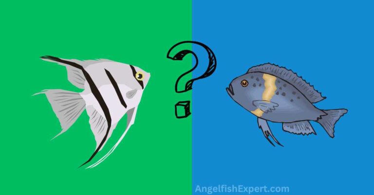 Can Angelfish And African Cichlids Live Together?