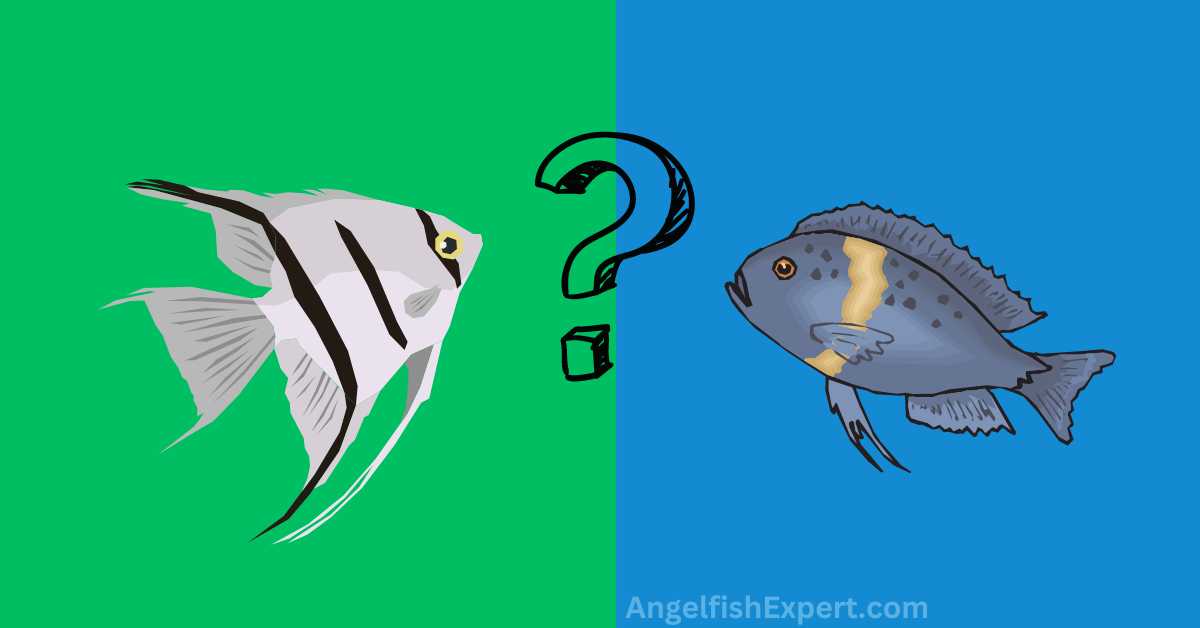 angelfish and African Cichlids