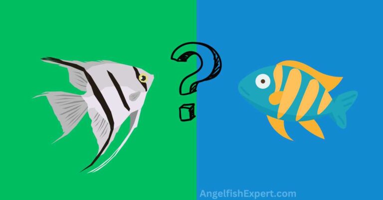 Can Angelfish live with Malawi cichlids?