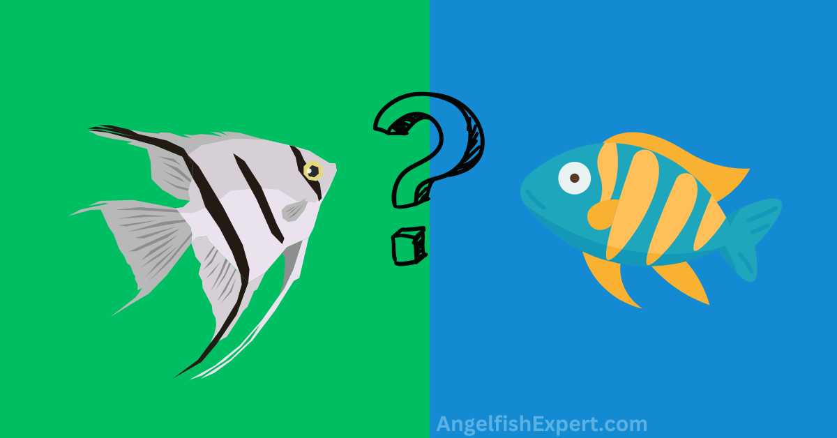 can angelfish live with Malawi cichlids