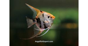 full grown freshwater angelfish