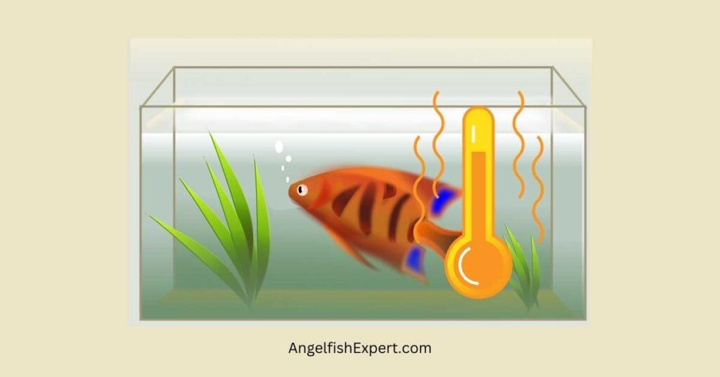 Angelfish Tank