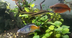 Boesemani Rainbow Fish