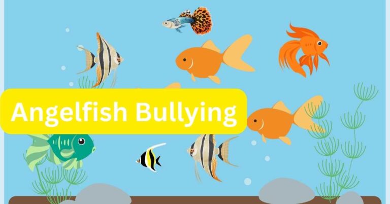 How to Stop Angelfish Bullying? (Each Other and Other Fish)