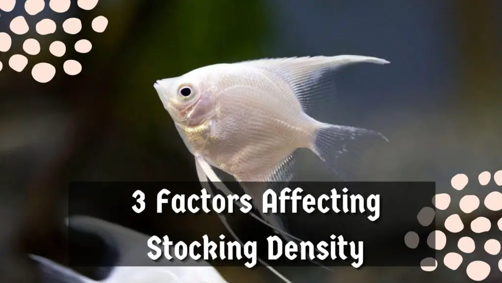 3 Factors Affecting Stocking Density
