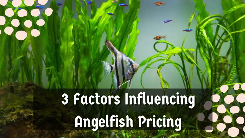 3 Factors Influencing Angelfish Pricing