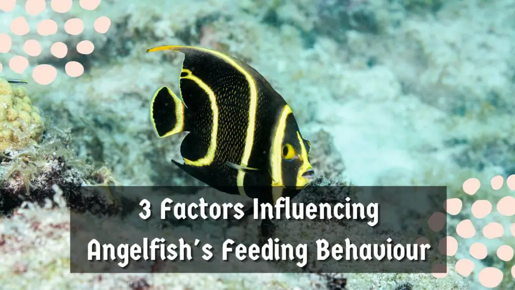 3 Factors Influencing Angelfish's Feeding Behaviour