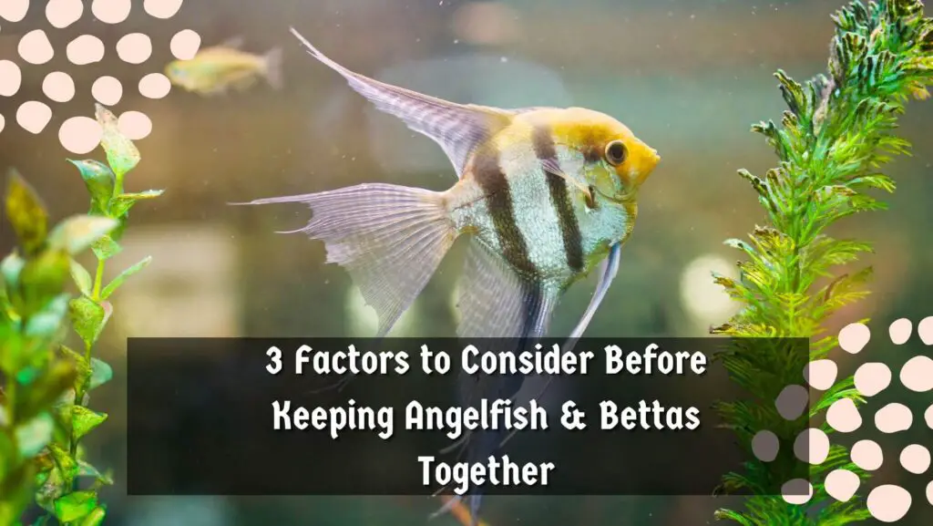 3 Factors to Consider Before Keeping Angelfish & Bettas Together
