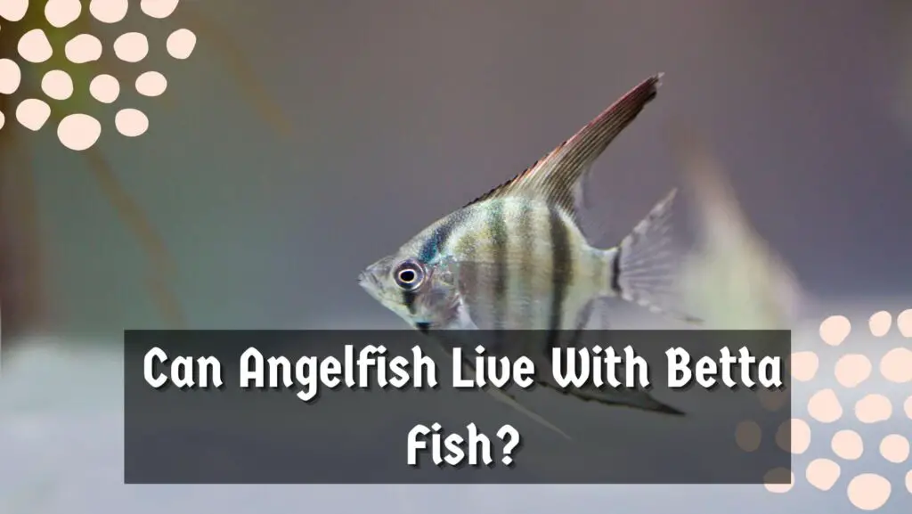 Can Angelfish Live With Betta Fish?