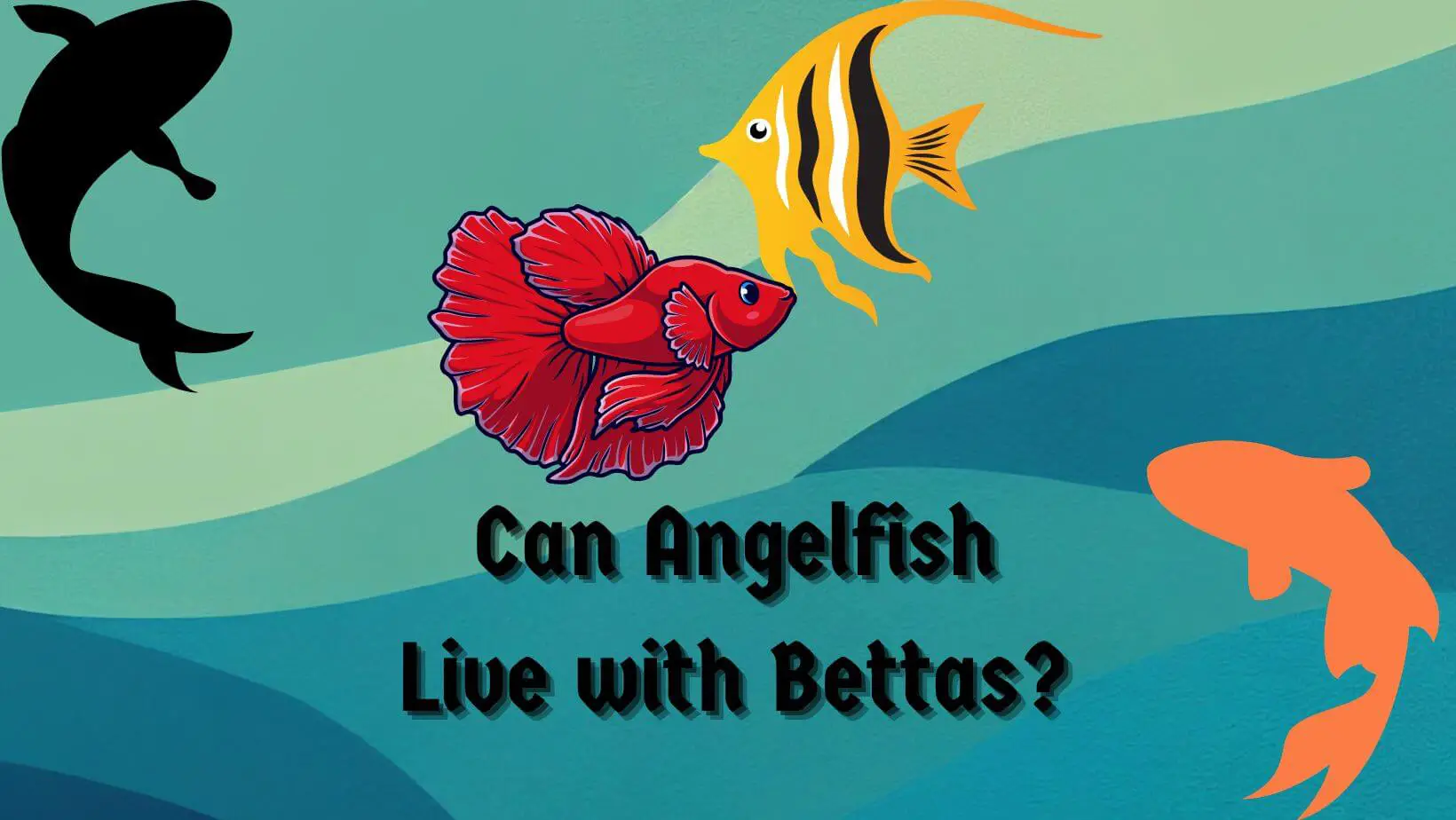 Can Angelfish Live with Bettas?